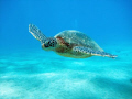   hawaiian turtles  